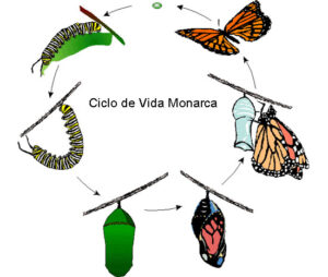 Ciclo de vida de la mariposa Speyeria del Golfo