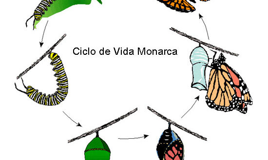 Ciclo de vida de la mariposa Speyeria del Golfo - Polillas y mariposas