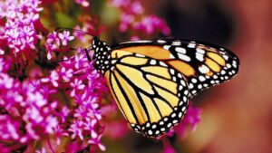 Cinco plantas que atraen mariposas para su jardín