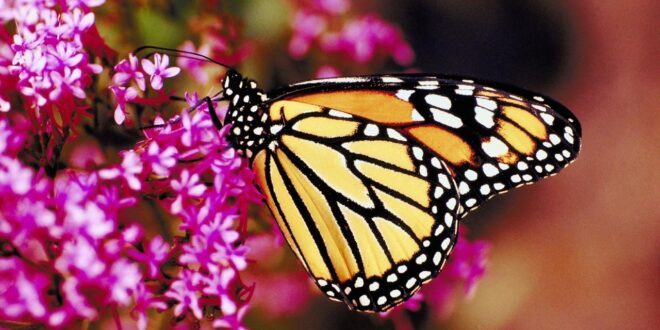 Cinco plantas que atraen mariposas para su jardín - Polillas y mariposas