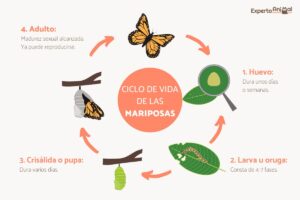 Cosas que debe saber sobre el ciclo de vida de las mariposas
