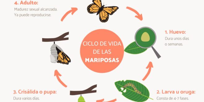 Cosas que debe saber sobre el ciclo de vida de las mariposas - Polillas