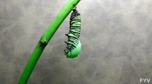 Enseñanza: la maravilla de ver cómo las orugas se convierten en mariposas