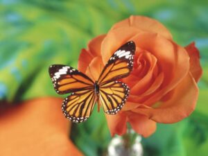 Una flor y una mariposa