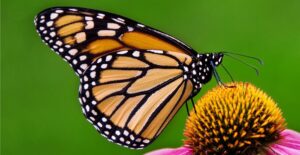 Vida útil de una mariposa