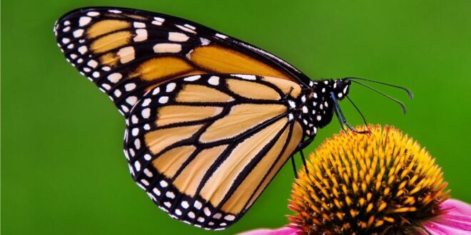 Vida útil de una mariposa - Polillas y mariposas