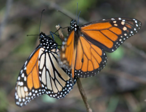 Las mariposas monarca regresan a lo grande