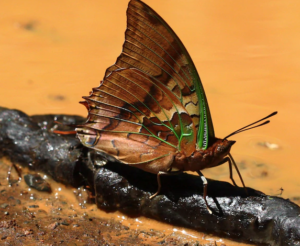 Las mariposas se portan mal: Lo que no quieren que sepas