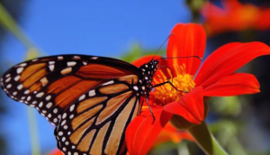 Los habitantes de Michigan trabajan para impulsar las mariposas monarca