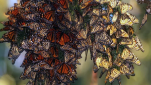 Puede la plantación de más algodoncillo salvar a las mariposas monarca