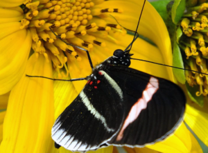 El gen de la corteza es responsable del color de las mariposas tropicales brillantes y de las polillas negras