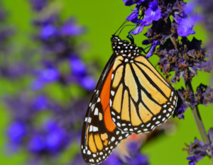 Mariposas Monarca: Esto es lo que puedes hacer