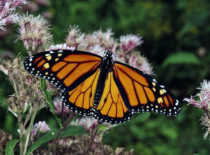 El algodoncillo por sí solo no traerá de vuelta a las mariposas monarca (Son los pesticidas, estúpido)
