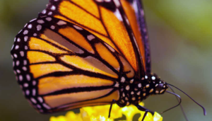 Las mariposas monarca se recuperan