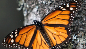 ¿Están siendo masacradas las mariposas monarca? Un nuevo estudio dice que es mucho más complicado de lo que parece
