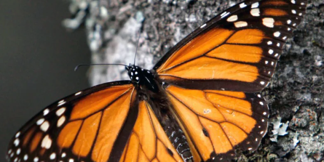 ¿Están siendo masacradas las mariposas monarca? Un nuevo estudio dice