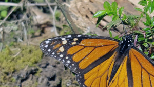 Población oriental de mariposas monarca de América del Norte que pasa el invierno está aumentando significativamente su probabilidad