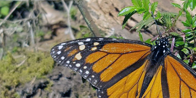 Población oriental de mariposas monarca de América del Norte que pasa