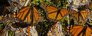 Resuelto el misterio de la migración de la gran mariposa monarca