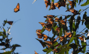 Se presenta una demanda para la protección de las mariposas monarca conforme a la Ley de Especies Amenazadas
