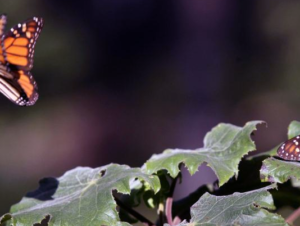 Las mariposas monarca y el cambio climático