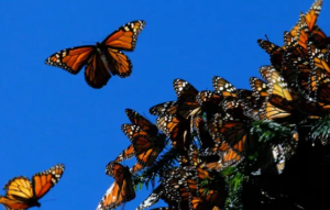 La migración de la mariposa monarca a México se dispara tras años de declive