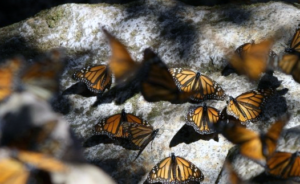 Los científicos descifran los secretos de la brújula interna de la mariposa monarca