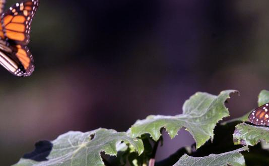 Las mariposas monarca y el cambio climático - Polillas y mariposas