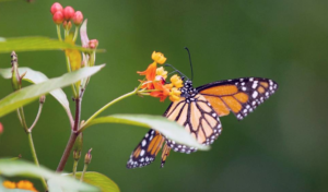 Guía de campo de especies amenazadas y en peligro de extinción de Nueva Jersey