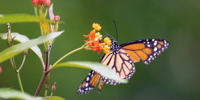 Guía de campo de especies amenazadas y en peligro de extinción de Nueva