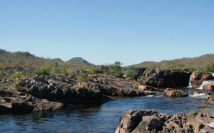 La Reserva de la Mariposa Monarca de México y el Cerrado de Brasil se enfrentan a crecientes amenazas