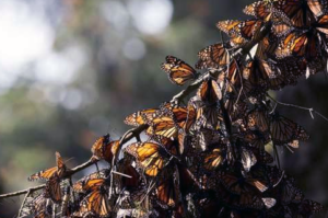 La deforestación en la reserva de mariposas de México se triplica