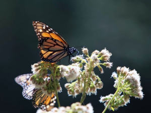 Nuevos estudios sobre la mariposa monarca pueden dar razones para el optimismo