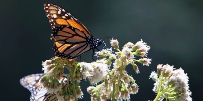 Nuevos estudios sobre la mariposa monarca pueden dar razones para el