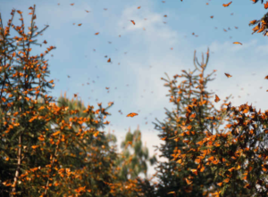 La migración de las mariposas monarcas podría salir a la carretera