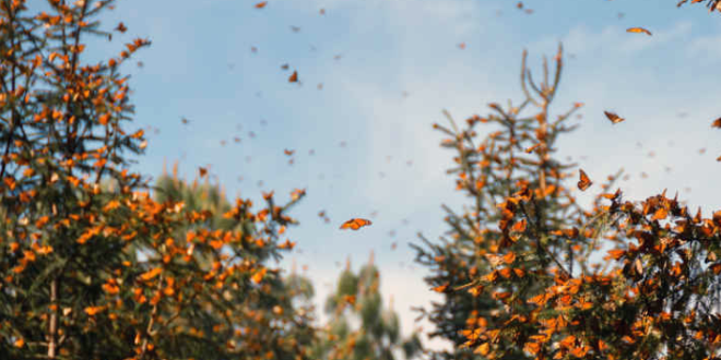 La migración de las mariposas monarcas podría salir a la carretera