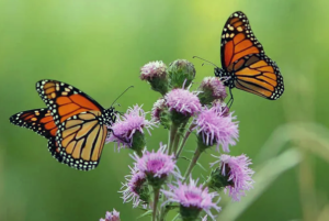 La migración de las mariposas hacia Florida