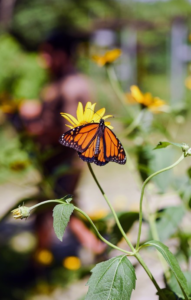Las mariposas monarca, una lección de sostenibilidad y justicia social
