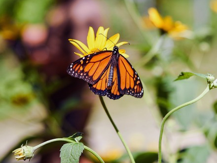 Las mariposas monarca, una lección de sostenibilidad y justicia social