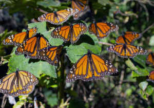 Para proteger a la mariposa monarca, un plan para salvar los abetos sagrados