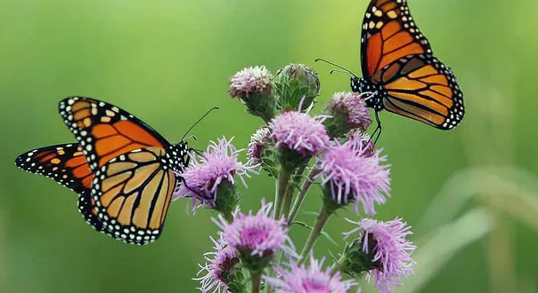 La migración de las mariposas hacia Florida - Polillas y mariposas