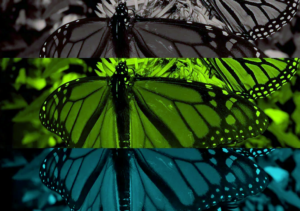 Las mariposas monarca están en vías de extinción. Puede que tengamos que ser creativos para salvarlas