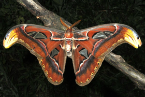 Cuál es la mariposa más grande del mundo? y donde vive…