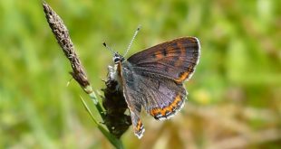 La mariposa manto violeta (Lycaena helle) se encuentra casi extinta