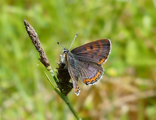 La mariposa manto violeta (Lycaena helle) se encuentra casi extinta