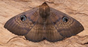 Agrotis infusa la polilla que usan la Vía Láctea para viajar en la noche.