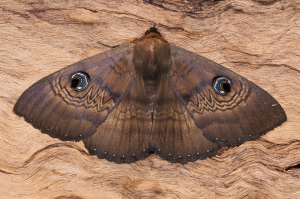 Agrotis infusa la polilla que usan la Vía Láctea para viajar en la noche.