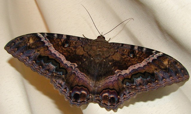Superstición: Mariposa negra en casa - Significado