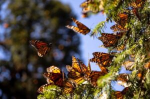 Las altas temperaturas están matando las Mariposas en Catalunya
