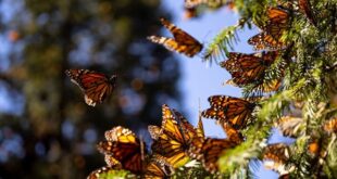 Las altas temperaturas están matando las Mariposas en Catalunya